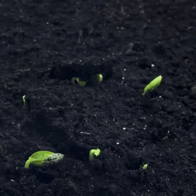 💥LAST DAY SALE 50%OFF💥🌿Premium Rare Hosta Seeds